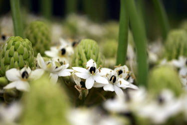 White Allium II