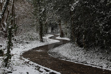 Snowy Forest 