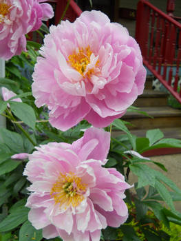 Pink and Yellow Flowers