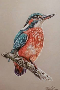 Kingfisher pencil drawing