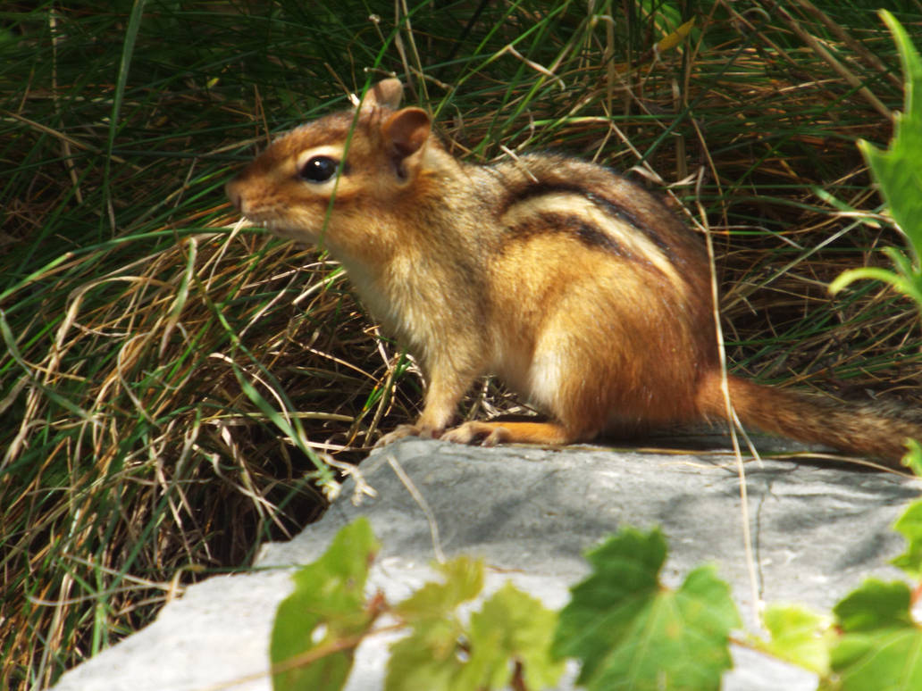 Chipmunk Shadow Wild Chipmunk by Demon-Shadow-Wolf on DeviantArt