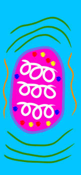 Loopy Egg