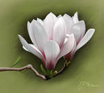 Magnolia by manapi