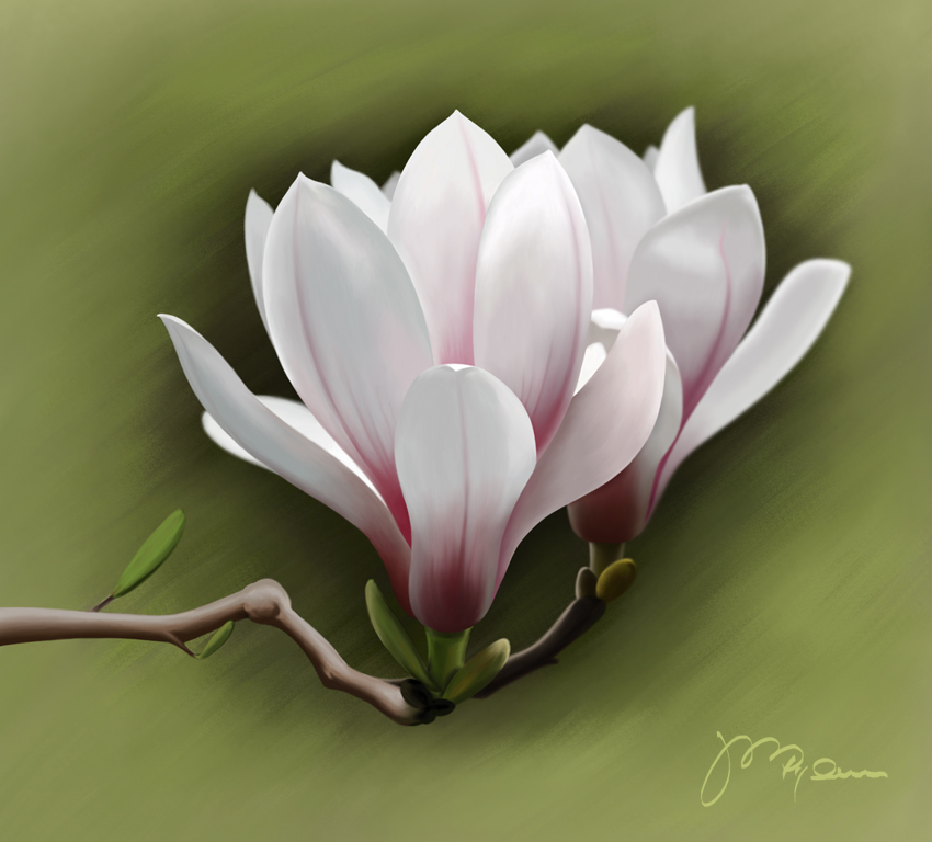 Magnolia