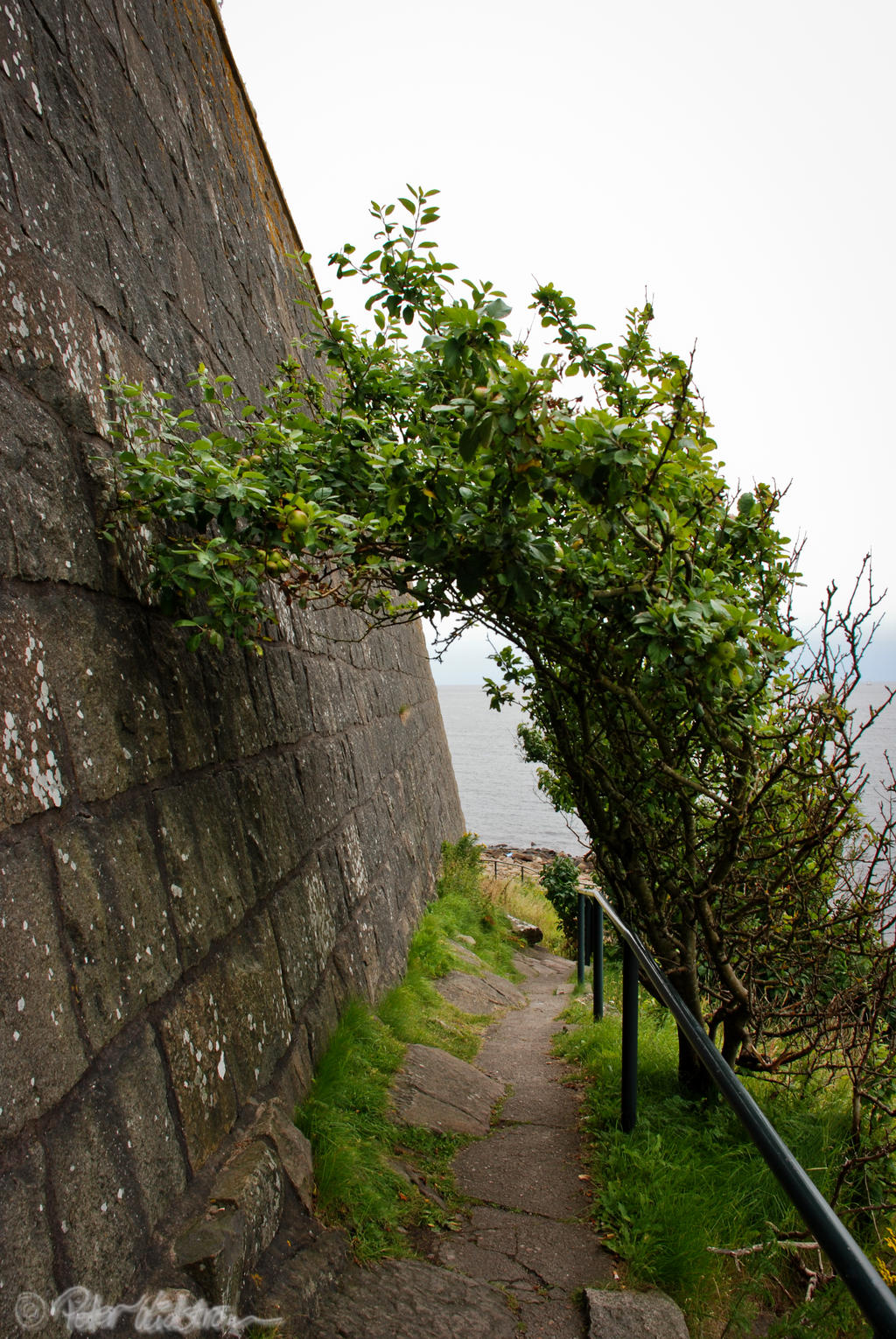 The tunnel