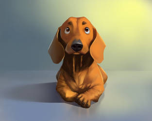 dachshund