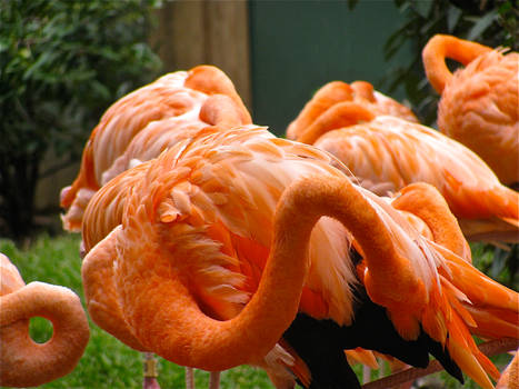 Flamingo