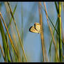 Acadian Hairstreak - 10D