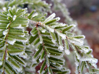 Natures Sugar Crystals