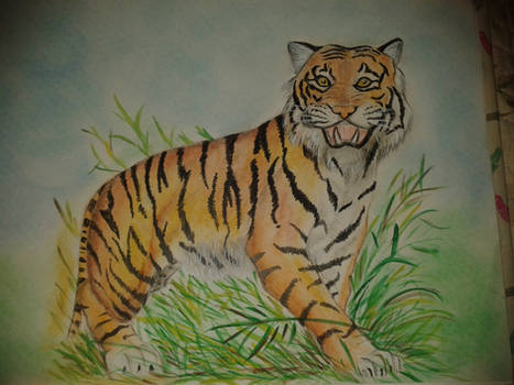 Tiger