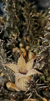 Stapelianthus decaryi