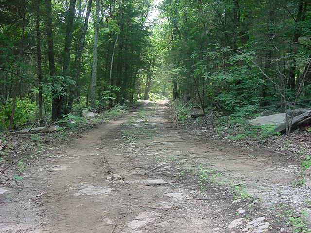 Forest trail