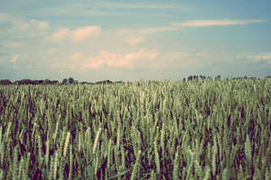 Cornfield 01