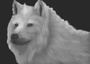 Conceptart White Wolf V3