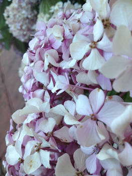 Hortensias... Mis favoritas