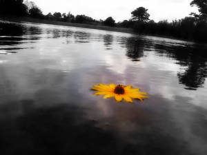 Flowers in the lake