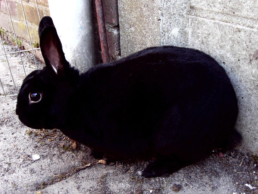 Mini Rex Angry Rabbit Orion, the mini Rex rabbit I by Ivy-Juniper on DeviantArt