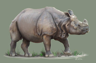 Indian Rhino (Rhinoceros Unicornis)