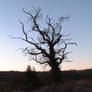 15. Nature - Dead Tree