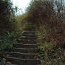 51. Environment  - Steps