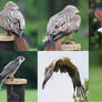 Birds of prey Stock