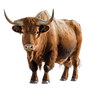 Isolated bull