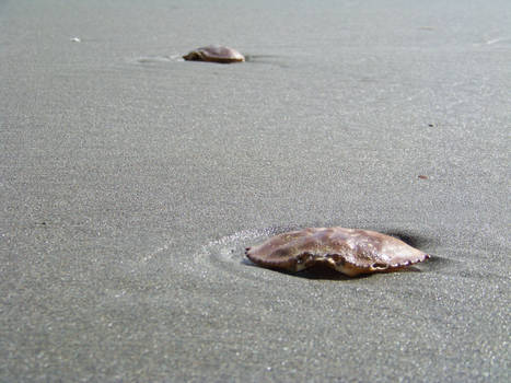 Shells on a Beach