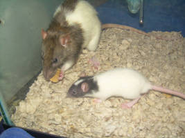 My pet rats