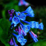 Tiny Blue Trumpets