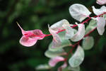 Pink and Green Speckled Leaves by green-gumi-bear