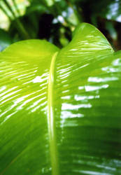 rippling rainy leaf