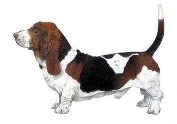 Basset Hound