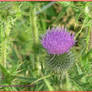 A Thistle