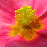 Pink Flower with stamen