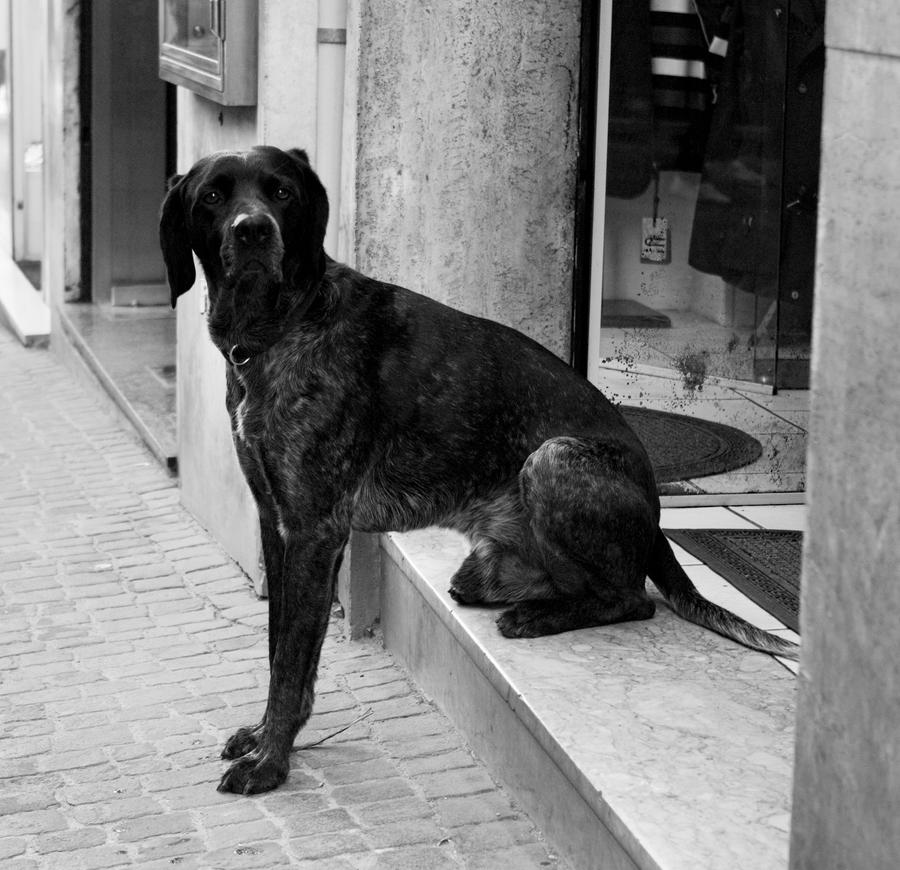 dog, Viterbo, Italy