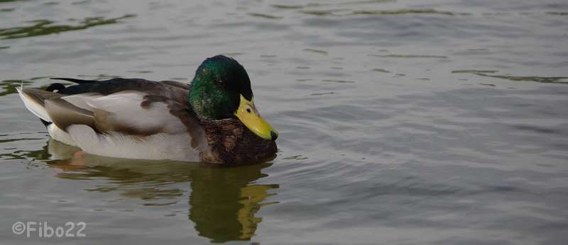 Canard