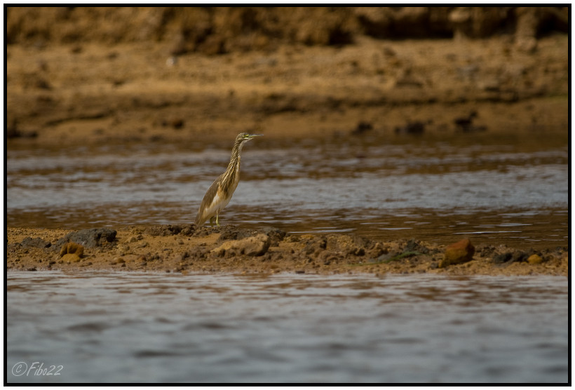 Mali - Blongios nain - 1