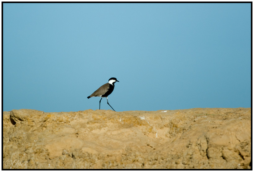 Mali - Vanneau Eperonne - 3