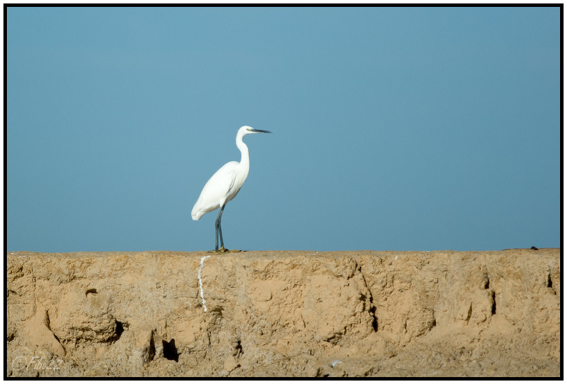 Mali - Aigrette - 6