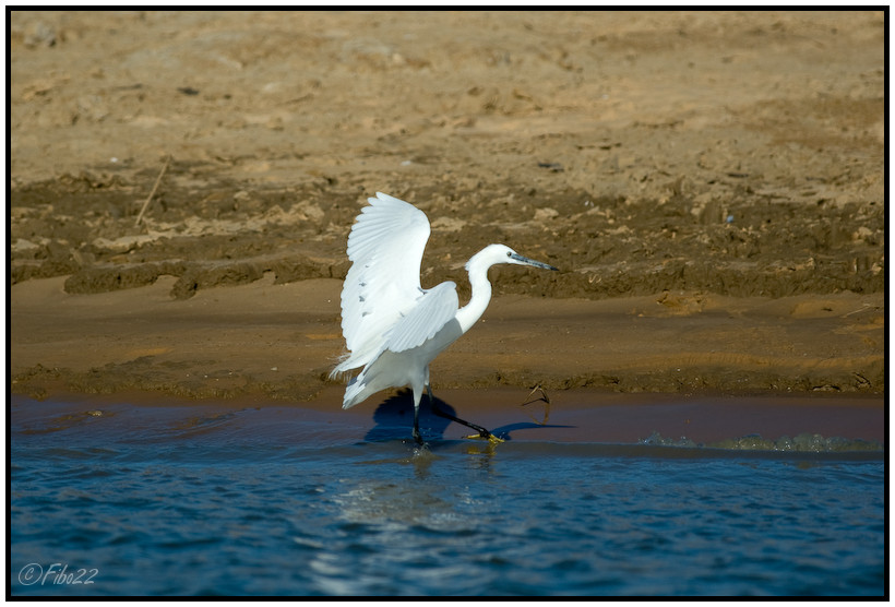 Mali - Aigrette - 7