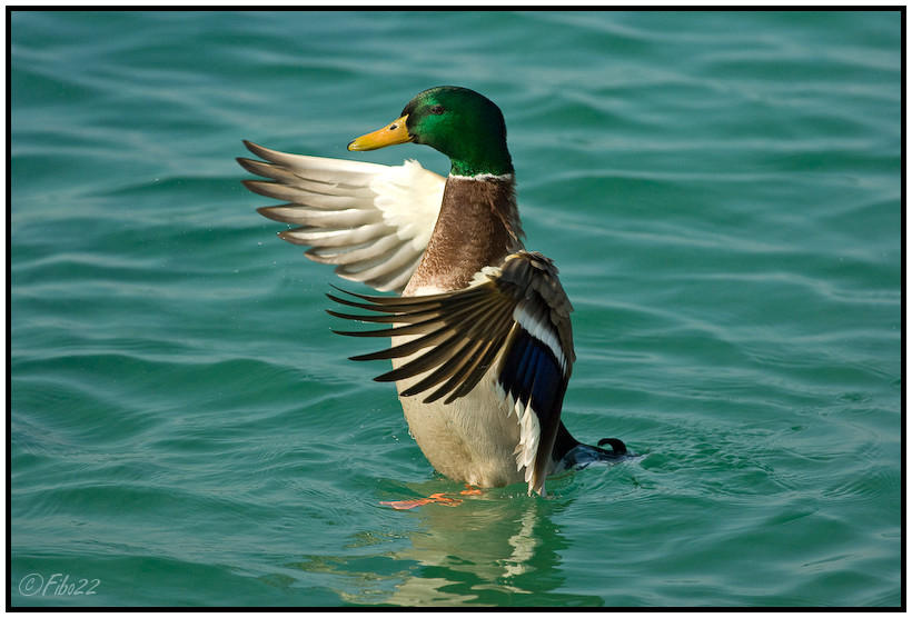 Marche sur l'eau