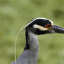 Yellow-crowned Night Heron