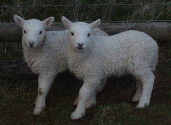 Two cute white lambs