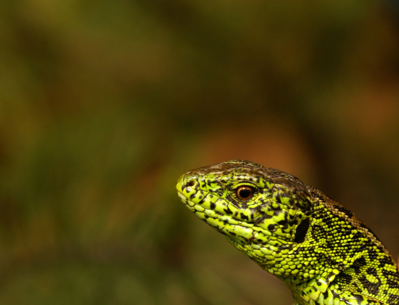 Sand Lizard