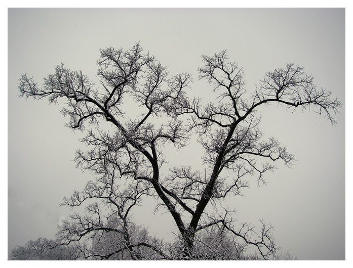 Winter: Gloomy, foggy tree