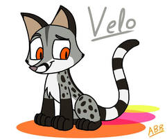 Velo the Small-Spotted Genet