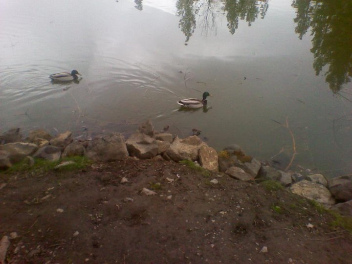 Ducks pt. 2