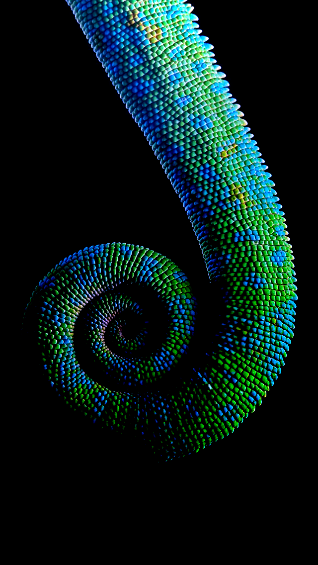 Colourful Chameleon By Rjfaziojr On Deviantart Colourful Chameleon By Rjfaziojr On Deviantart