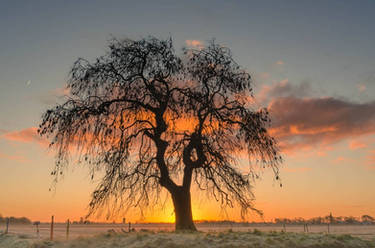 Lone tree at sunrise 