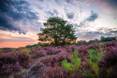 Flowering heather 